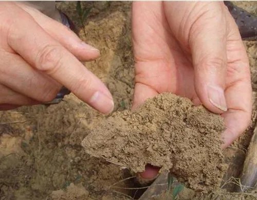 沃奇力碳酶复合微生物菌剂 土壤修复与作物增产的绿色引擎